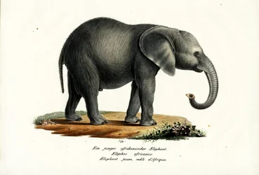 Joven Elefante Africano